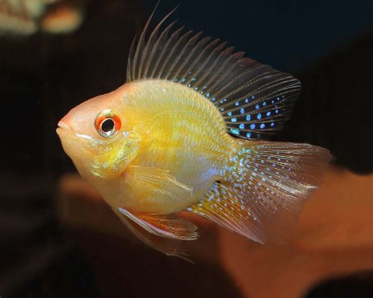 Gold Balloon Ram ~ 3-4cm